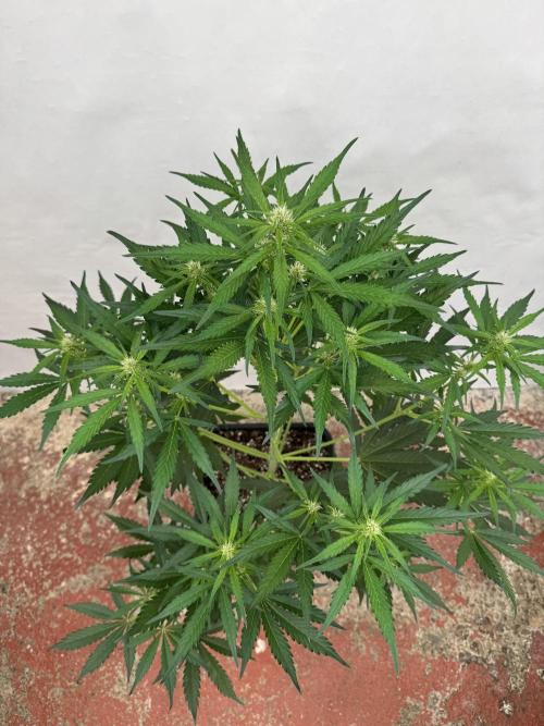 Purple Haze 😈. Week 5