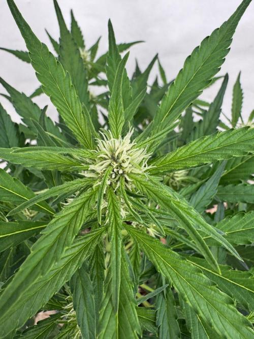 Purple Haze 😈. Week 5