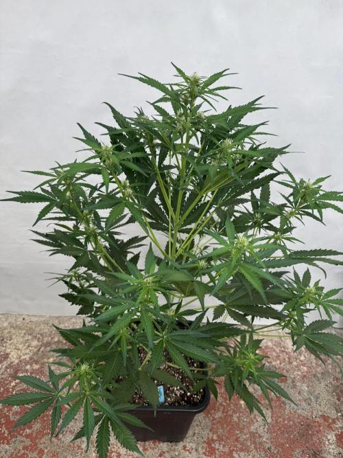 Purple Haze 😈. Week 5