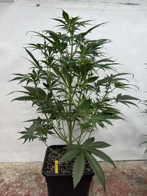 Cherish the Cherry Cola. Week 5