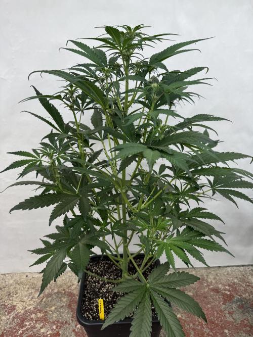 Cherish the Cherry Cola. Week 5