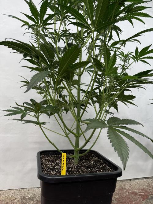 Cherish the Cherry Cola. Week 5