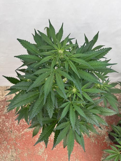 Cherish the Cherry Cola. Week 5