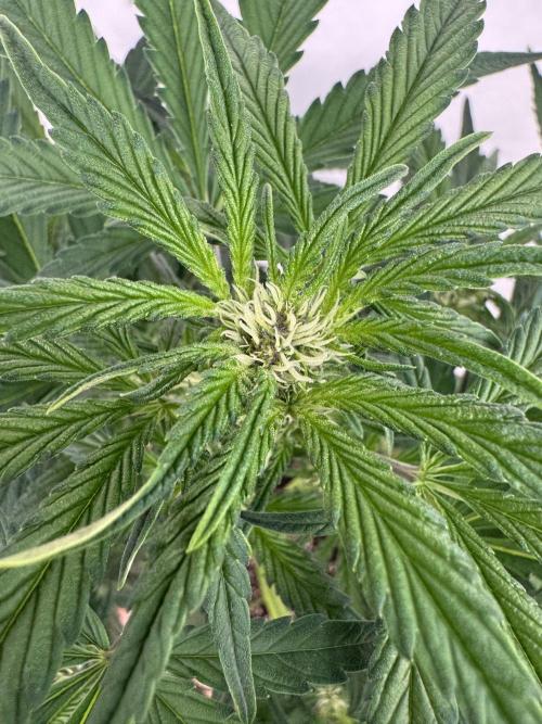 Cherish the Cherry Cola. Week 5