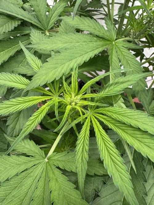 Five Dollar Shake 🍒. Week 5