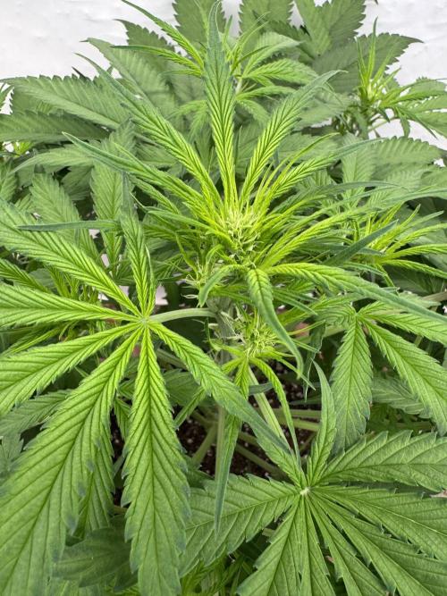 Five Dollar Shake 🍒. Week 5