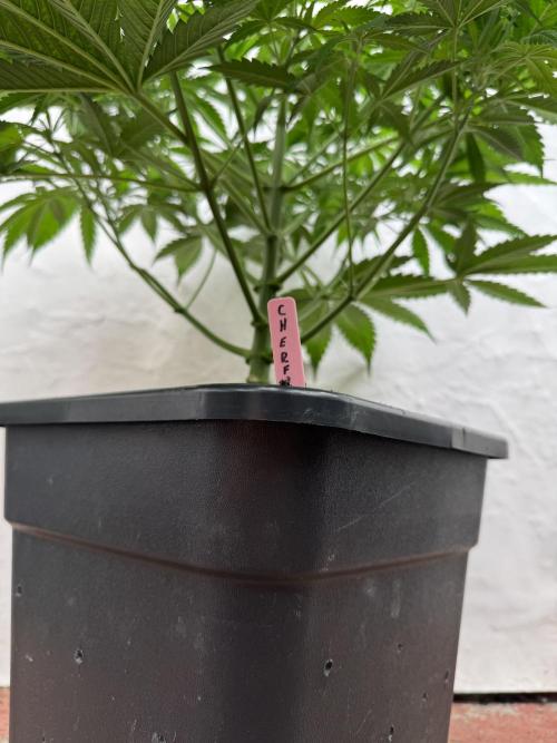 Five Dollar Shake 🍒. Week 5