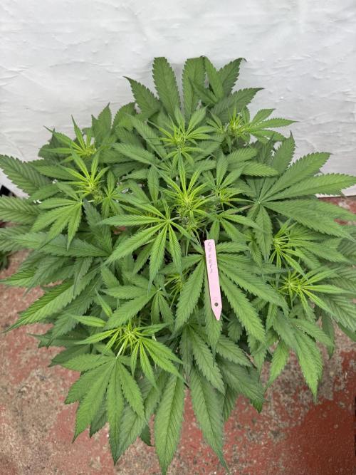 Five Dollar Shake 🍒. Week 5