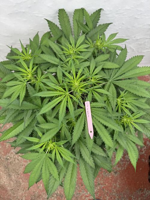 Five Dollar Shake 🍒. Week 5