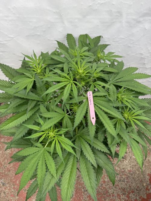 Five Dollar Shake 🍒. Week 5