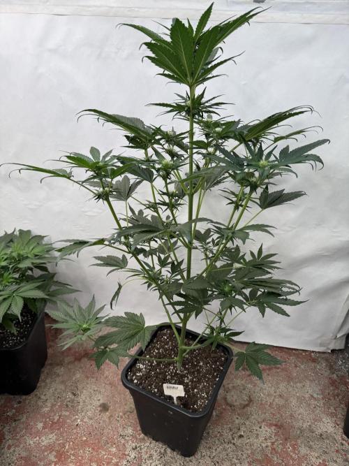 Bottle Bottoms ♻️. Week 5