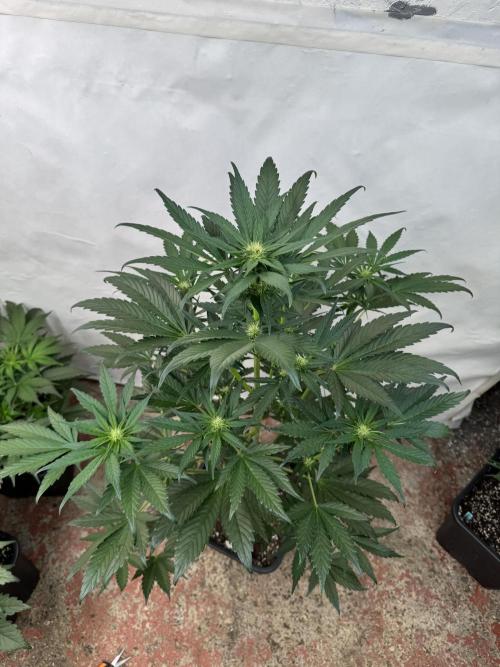 Bottle Bottoms ♻️. Week 5