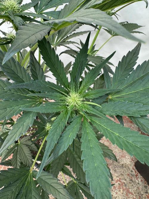 Bottle Bottoms ♻️. Week 5