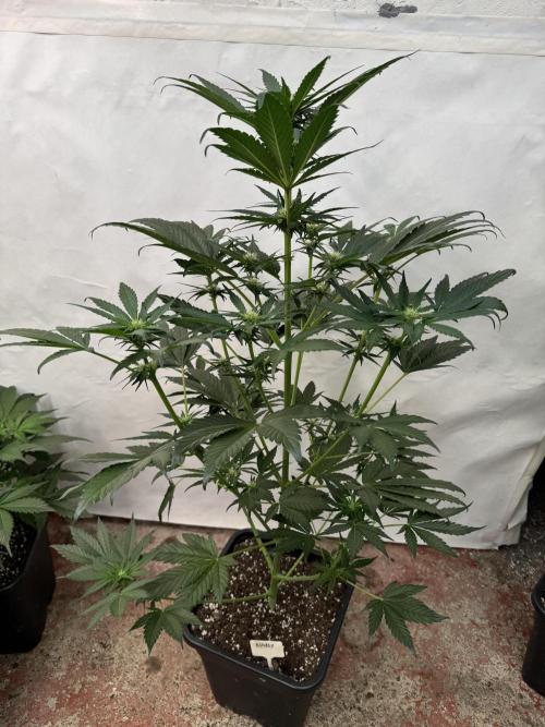 Bottle Bottoms ♻️. Week 5