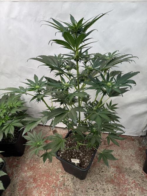 Bottle Bottoms ♻️. Week 5