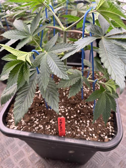 Acai x Black Cherry Funk. Week 5