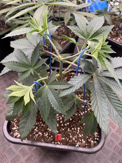 Acai x Black Cherry Funk. Week 5