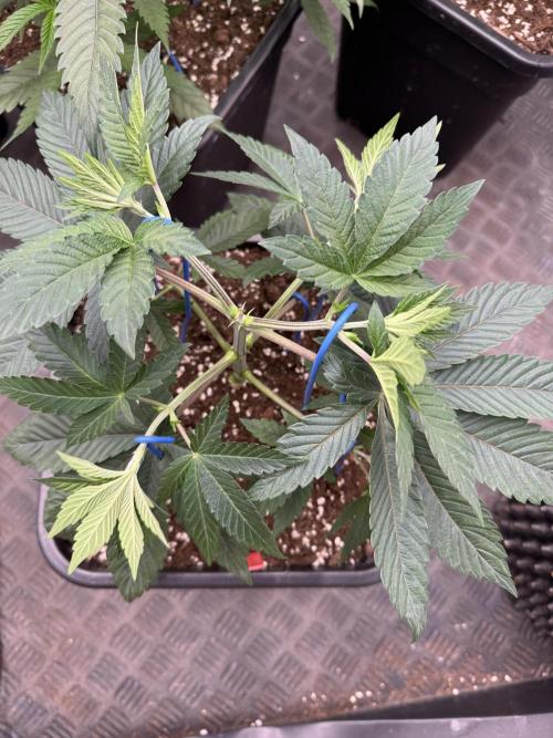 Acai x Black Cherry Funk. Week 5