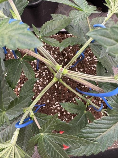 Acai x Black Cherry Funk. Week 5