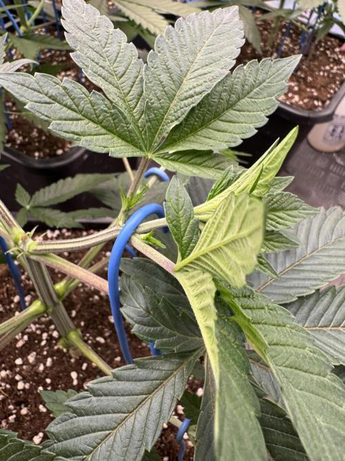 Acai x Black Cherry Funk. Week 5