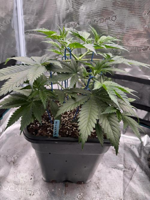 Old School 😶‍🌫️. Week 5