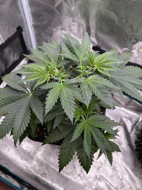 Old School 😶‍🌫️. Week 5