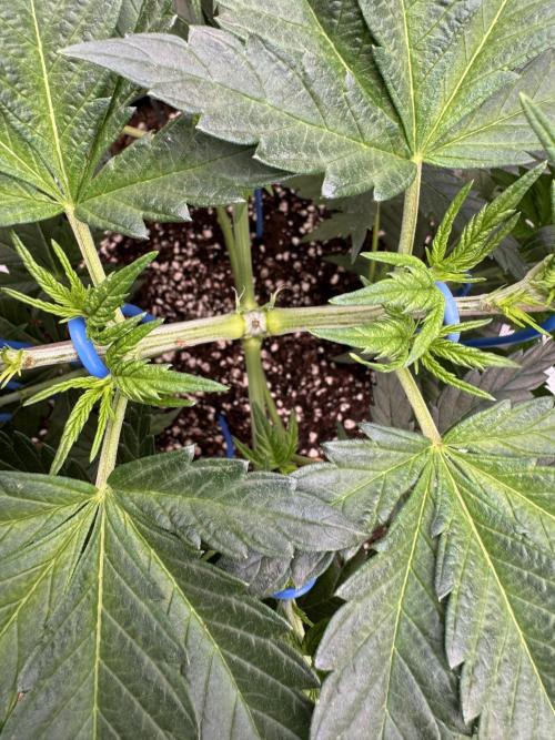 Old School 😶‍🌫️. Week 5