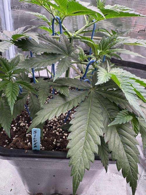 Old School 😶‍🌫️. Week 5