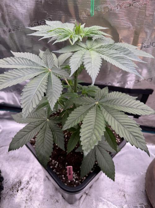 Gas Station ⛽️. Week 5