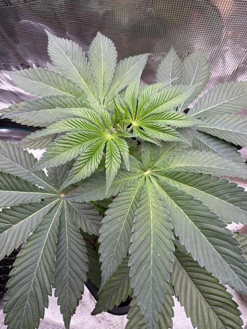 Gas Station ⛽️. Week 5