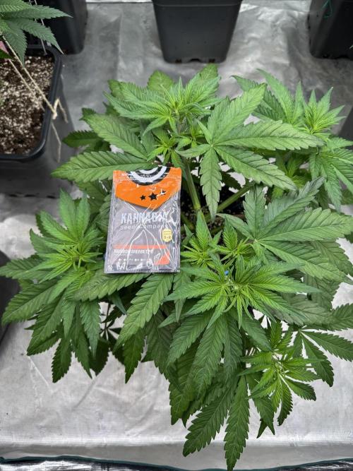 Sherbet Season 🌈. Week 5