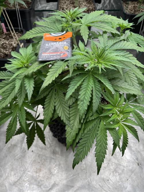 Sherbet Season 🌈. Week 5