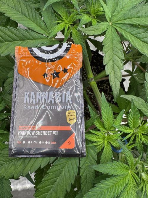 Sherbet Season 🌈. Week 5