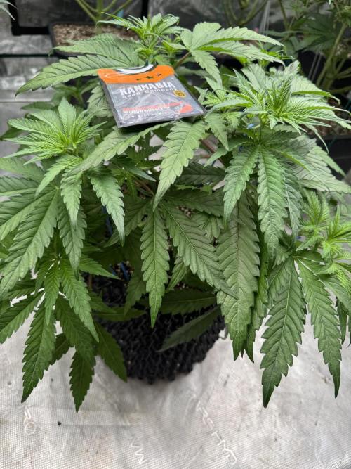 Sherbet Season 🌈. Week 5