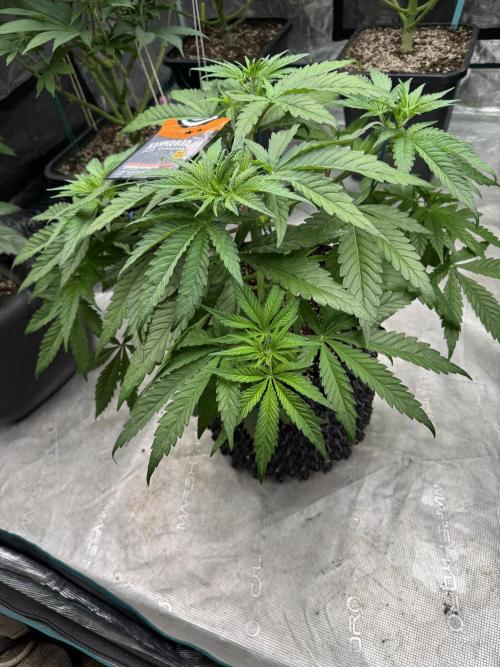 Sherbet Season 🌈. Week 5