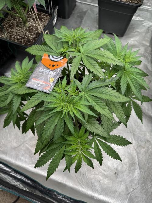 Sherbet Season 🌈. Week 5