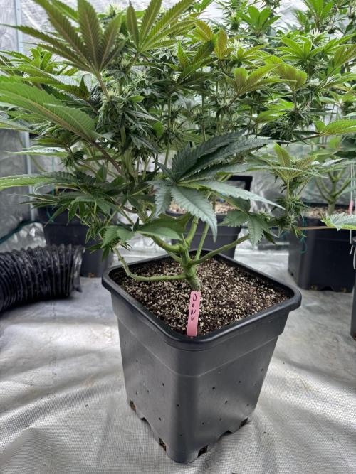 Doughnut Time 🍩. Week 10