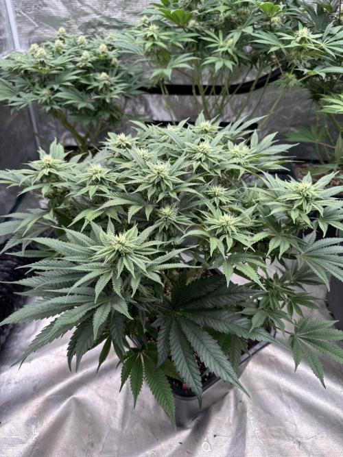 Doughnut Time 🍩. Week 10