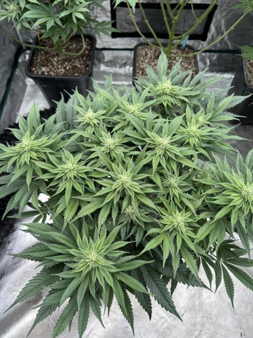 Doughnut Time 🍩. Week 10