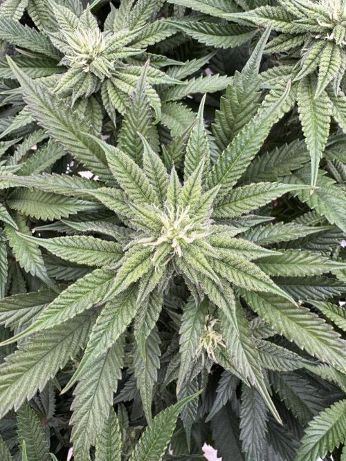 Doughnut Time 🍩. Week 10