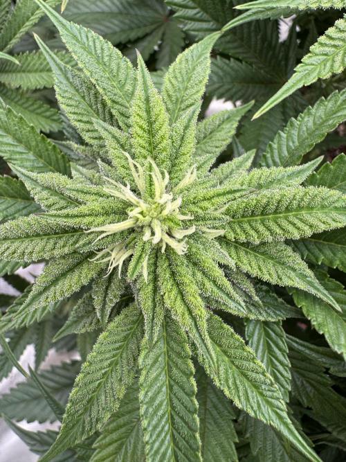 Doughnut Time 🍩. Week 10