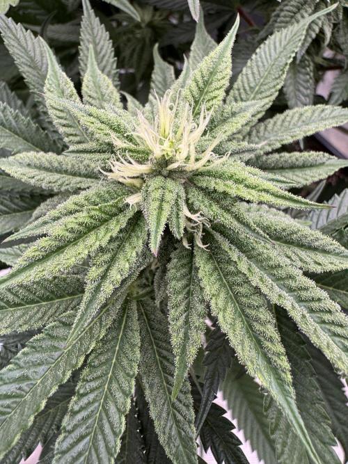 Doughnut Time 🍩. Week 10