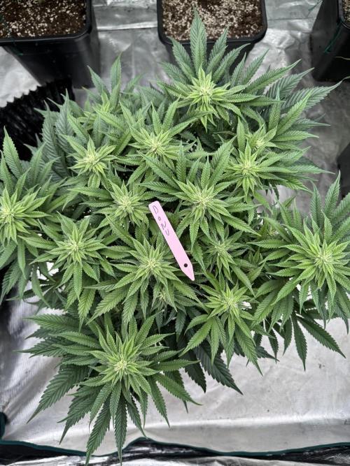 Doughnut Time 🍩. Week 10