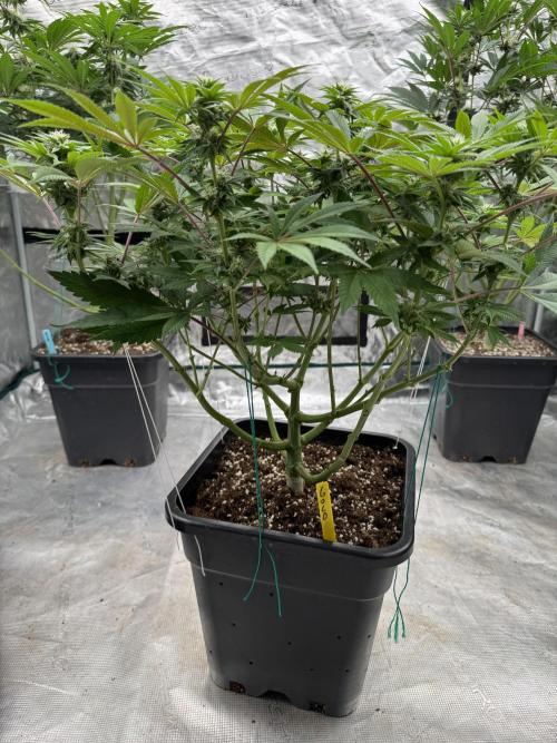 Golden sands 🏜️. Week 10