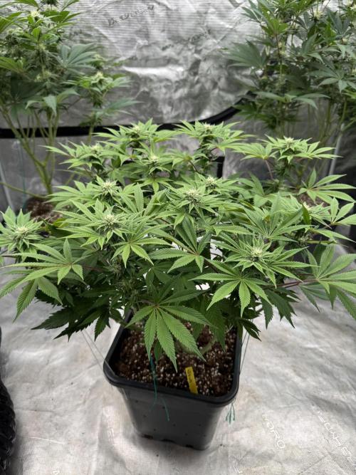 Golden sands 🏜️. Week 10