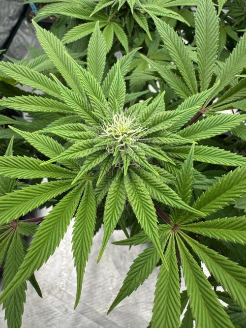 Golden sands 🏜️. Week 10