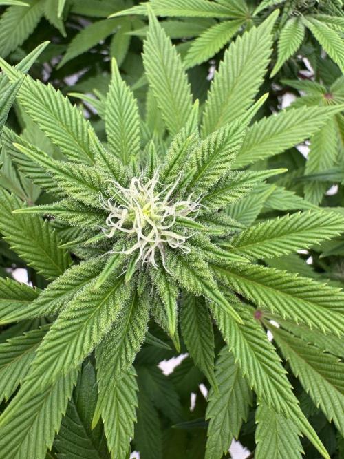 Golden sands 🏜️. Week 10