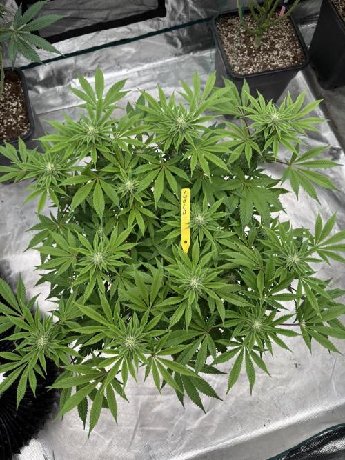 Golden sands 🏜️. Week 10