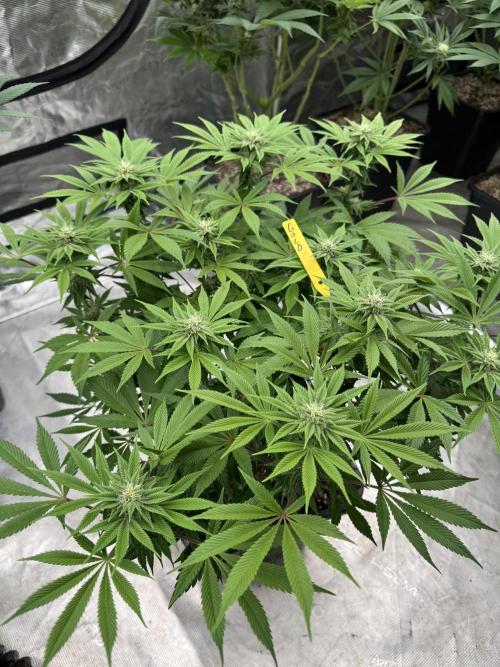 Golden sands 🏜️. Week 10