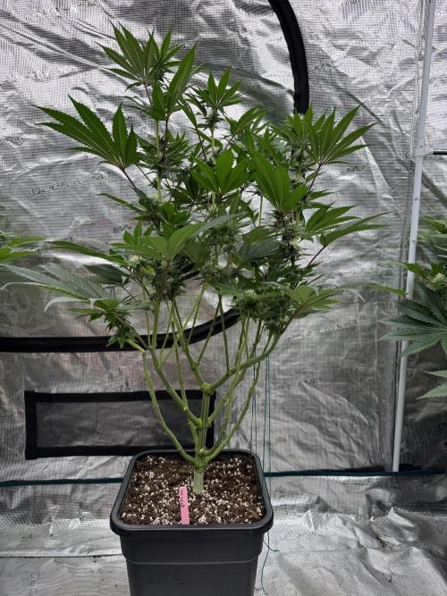 Da Valiotoro 🍦. Week 10